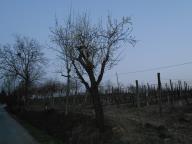 NORDIC WALKING SULLE COLLINE DI SAN MICHELE