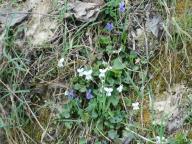 NORDIC WALKING SULLE COLLINE DI NIZZA - CALAMANDRANA