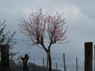 NORDIC WALKING SULLE COLLINE DI NIZZA - CALAMANDRANA