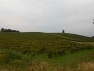 CAMMINATA PER LE COLLINE DI NIZZA M.