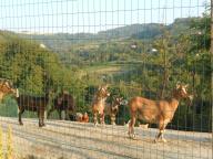 NORDIC WALKING A ROCCHETTA PALAFEA