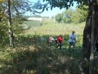 CAMMINATA TRA I VIGNETI DI CANELLI