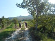 CAMMINATA TRA I VIGNETI DI CANELLI