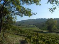 CAMMINATA TRA I VIGNETI DI CANELLI