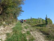 CAMMINATA TRA I VIGNETI DI CANELLI