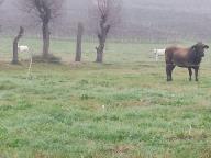 NORDIC WALKING SULLE COLLINE DI AGLIANO TERME