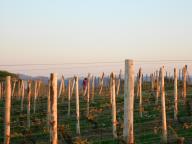 NORDIC WALKING A CASTELROCCHERO