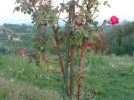 NORDIC WALKING A CASTELROCCHERO