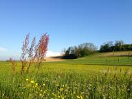 CAMMINATA IN TECNICA NORDIC WALKING