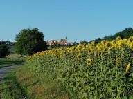 CAMMINATE IN TECNICA NORDIC WALKING