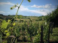 CAMMINATA ALLA RICERCA DI CILIEGIE