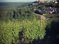 CAMMINATA ALLA RICERCA DI CILIEGIE