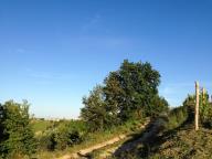 CAMMINATA ALLA RICERCA DI CILIEGIE