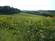 CAMMINATA PER LE COLLINE DI NIZZA M.